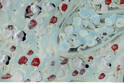 Photo Textures of Paint